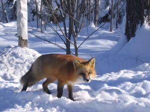 fox 002